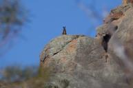 Black-flanked rock-wallaby @ Mt Caroline Nature Reserve