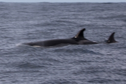 Female Orca