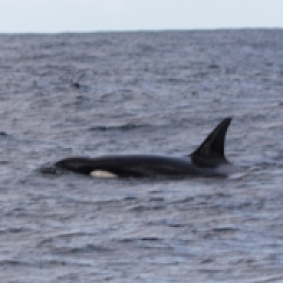 Orca Male