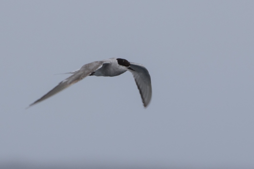 Artic Tern - another rare species