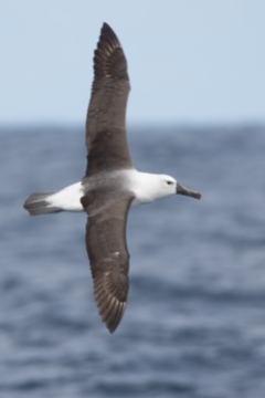 Atlantic Yellow-nosed Albatross