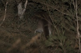 Butt of a Western Grey Kangaroo