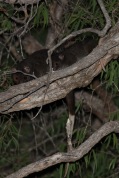 Western Ringtail Possum @ Dawesville