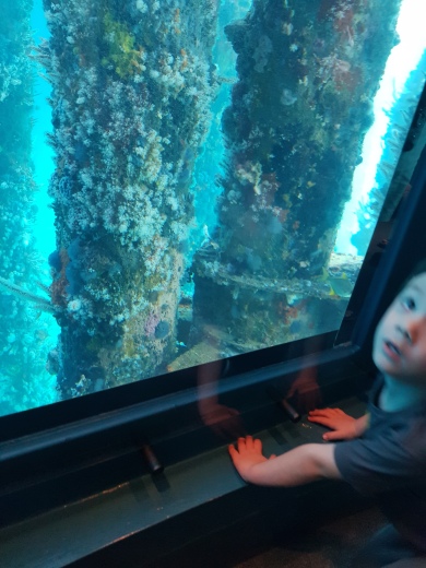 Liam enjoying the marine life