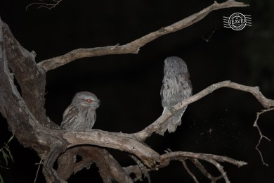 Tawny frogmouth pair