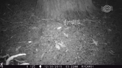 Red-tailed phascogale on camera trap @ Dryandra