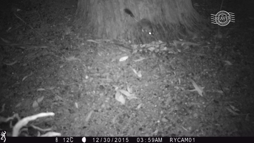 Red-tailed phascogale on camera trap @ Dryandra