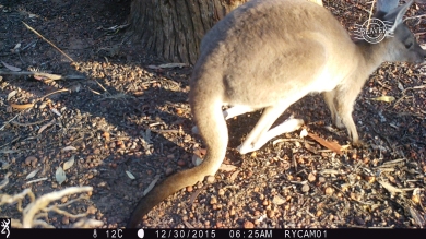 Western grey kangaroo on camera trap @ Dryandra