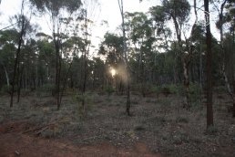 Habitat the camera trap is placed in @ Dryandra