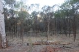 Habitat to the south of the camera trap - note sheoak