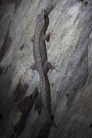 Reticulated velvet gecko @ Dryandra