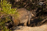 Black-flanked rock-wallaby @ Mt Caroline NR