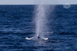 Blue whale heading towards boat @ Perth Canyon