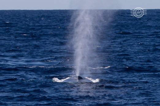 Blue whale heading towards boat @ Perth Canyon