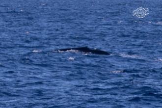 Blue whale juvenile @ Perth Canyon