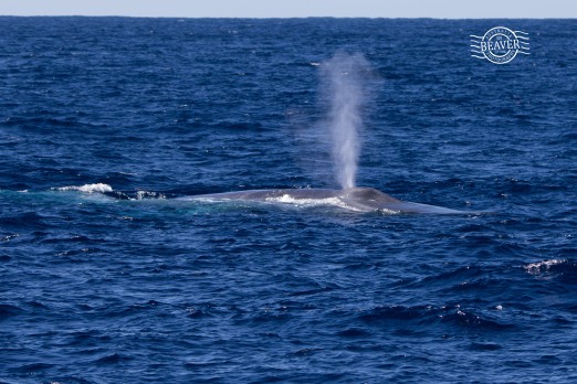 Blue whale @ Perth Canyon