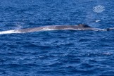 Blue whale @ Perth Canyon