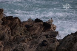NZ Fur Seal @ Cathedral Rocks, Rottnest Is