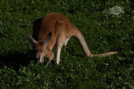 Red kangaroo @ Bunbury wildlife park