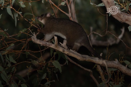 Western ringtail possum feeding on Jarrah @ Dalyellup