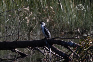 Little pied cormorant @ The Lakes, Dalyellup