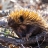 2nd Blogiversary | Wildlife Watching in Australia Avatar
